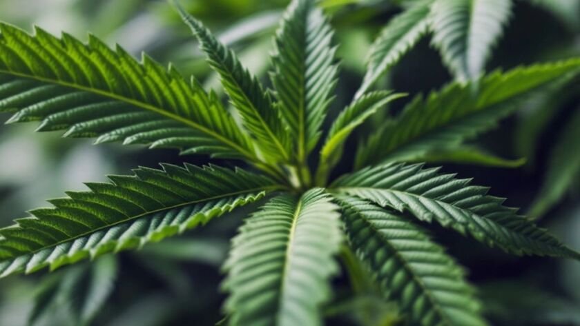 Close-up of vibrant cannabis leaves with unique textures.